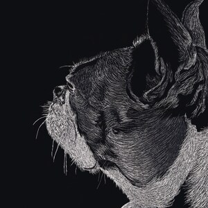 Lily the Boston Terrier Looks Into The Future, animal, living room