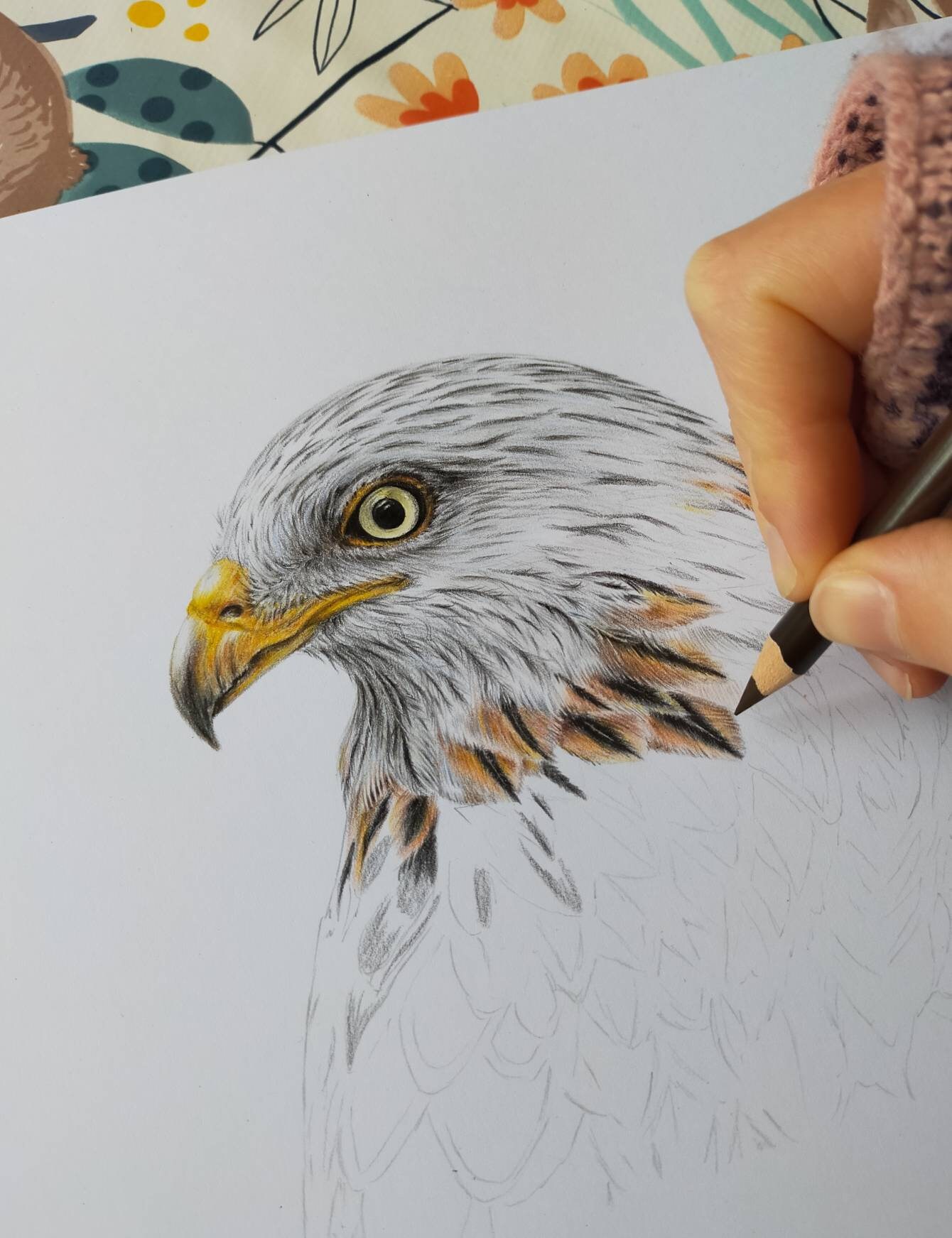 Red Kite Drawing Fine Art Print Bird Art Bird of Prey Etsy UK