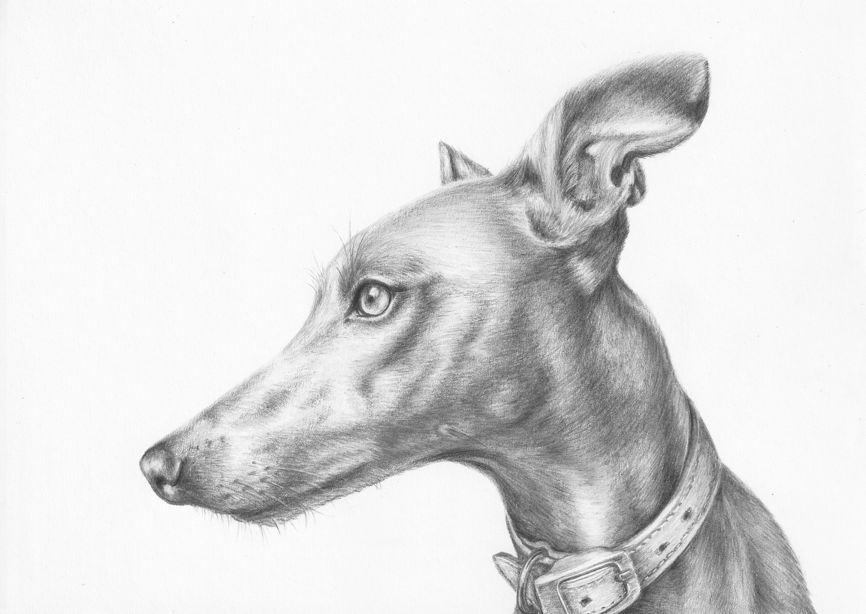 Custom Pet Portrait Handdrawn Graphite Pencil A4 Dog Etsy UK
