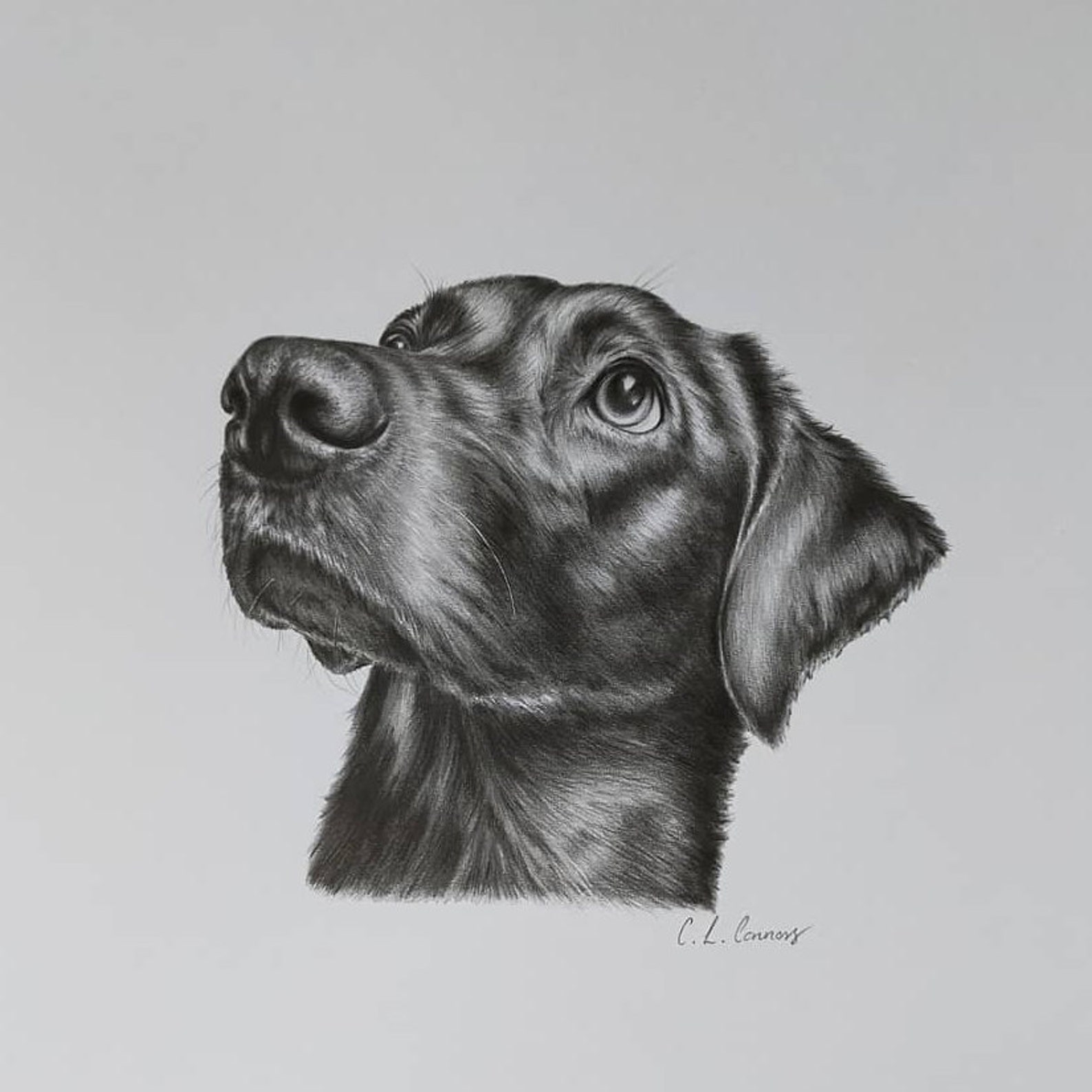 Custom Pet Portrait handdrawn graphite pencil A4 Dog Etsy