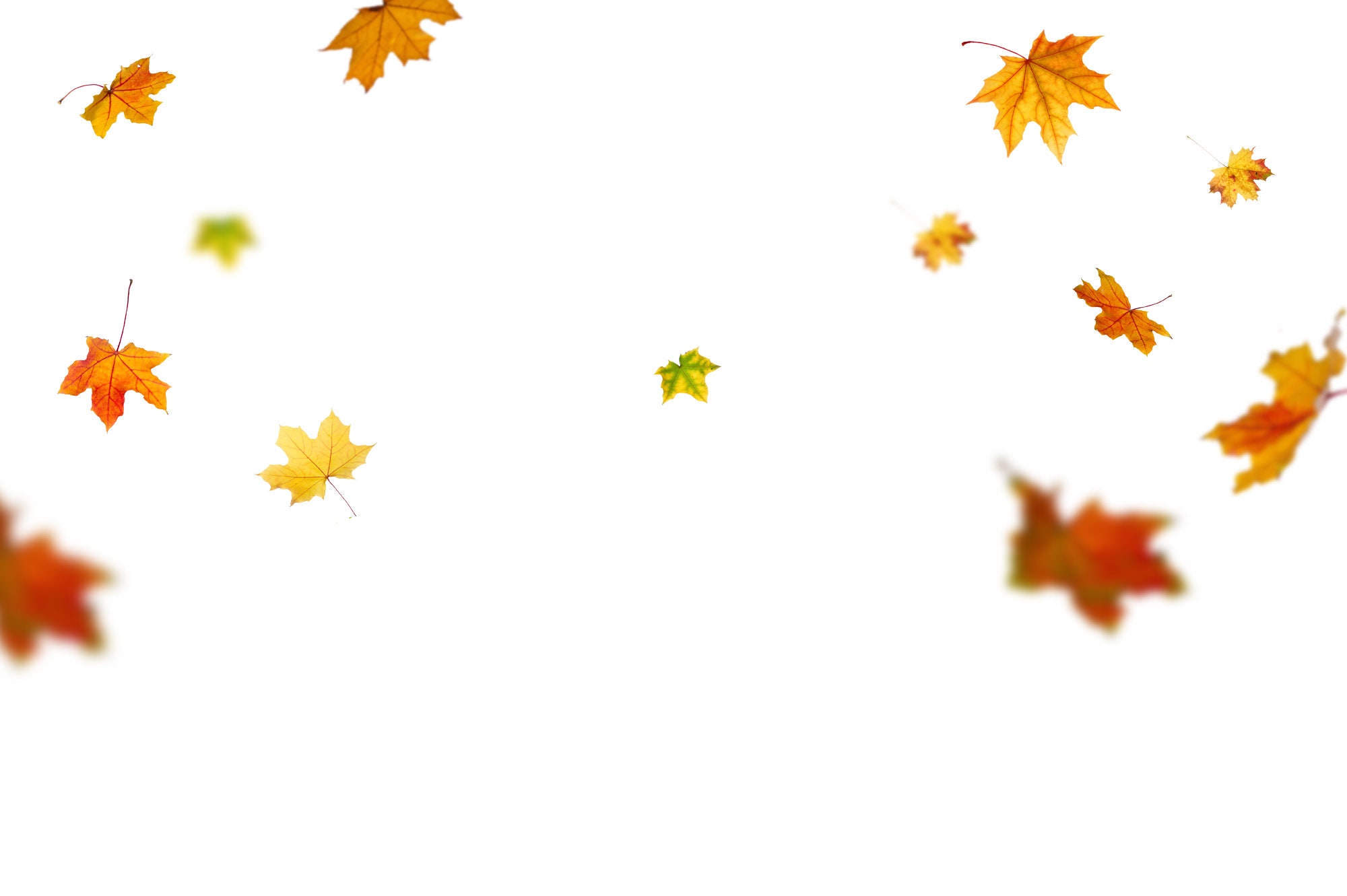 Autumn Leaves Overlays for Photographers Photography Tools - Etsy