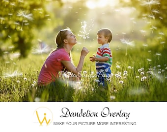 Dandelion Overlays Isolated On a Black Background
