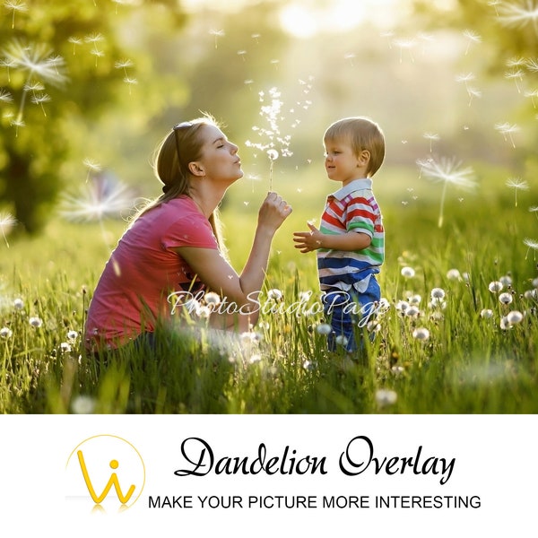 Dandelion Overlays Isolated On a Black Background