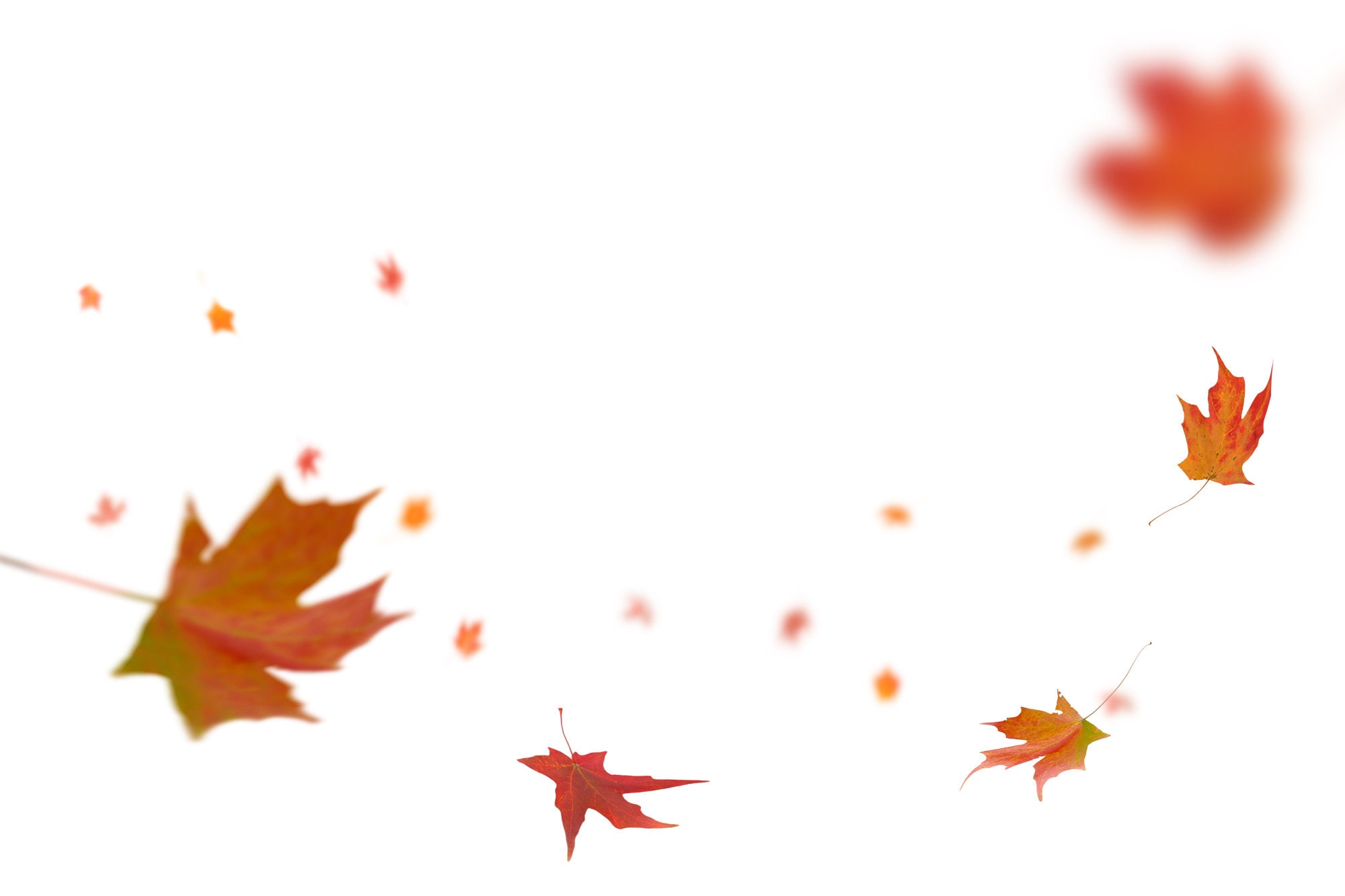 Autumn Leaves Overlays for Photographers Photography Tools - Etsy