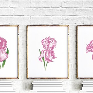 Pink Iris flower prints set of 3 for bedroom wall art, printable floral watercolor painting, blush pink wall art