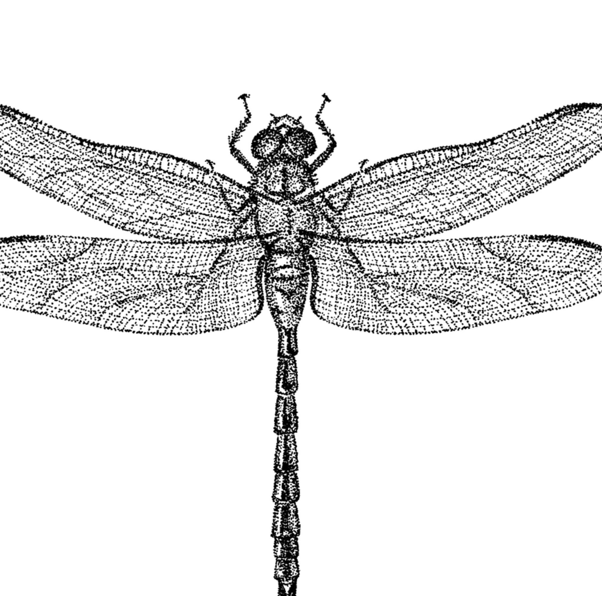 Triple Print Set of Insects Butterfly, Dragonfly, Honey Bee for Instant ...
