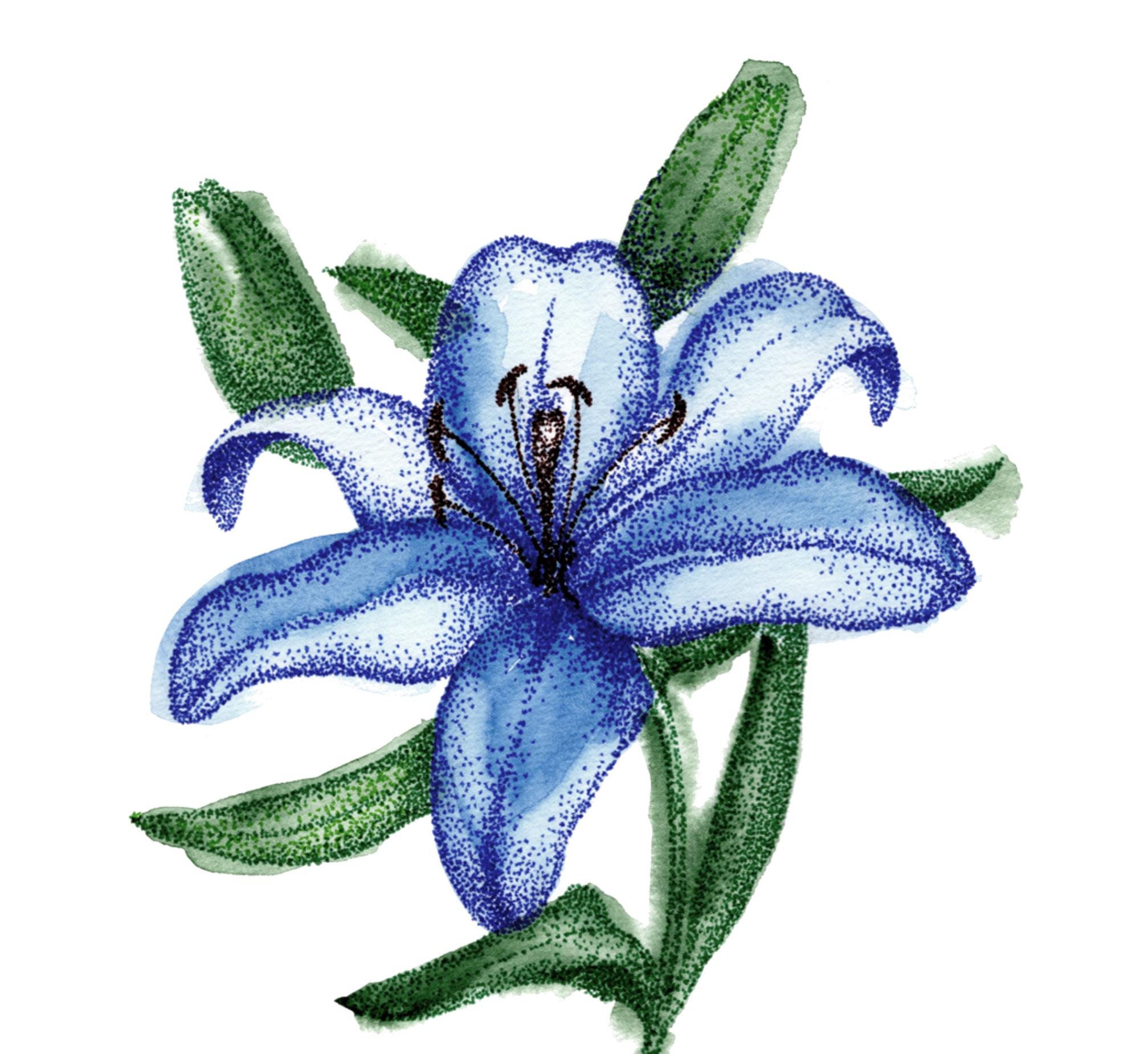 Blue Lily Flower Printable Wall Art, Minimalist Watercolor Flowers as  Mothers Day Gift - Etsy, image size:2015x1851