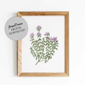 Medizinische Kraut - Thymian - Vintage-Stil-Illustration zum sofortigen Download. Botanische Wand-Dekor für Bauernhaus Küche.