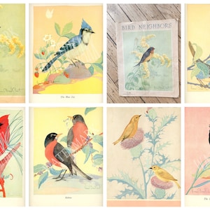 May include: A collection of eight vintage bird illustrations, each featuring a different species of bird. The illustrations are in a watercolor style and are set against a variety of backgrounds, including flowers, trees, and branches. The illustrations are titled with the name of the bird, such as "The Blue Jay" and "Baltimore Oriole".