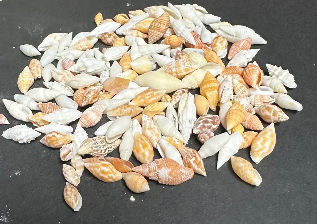 1 Oz. Tiny Mix of Sea Shells (approximately 50 Shells) - Etsy