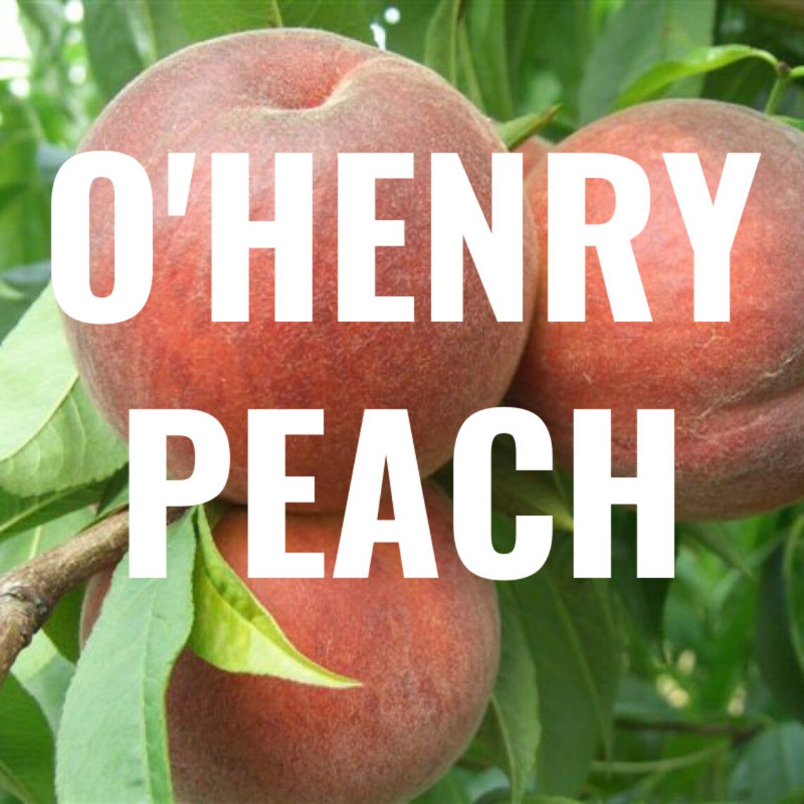3 O'HENRY PEACH Fruit Tree Cutting Rooting Grafting Scion Etsy
