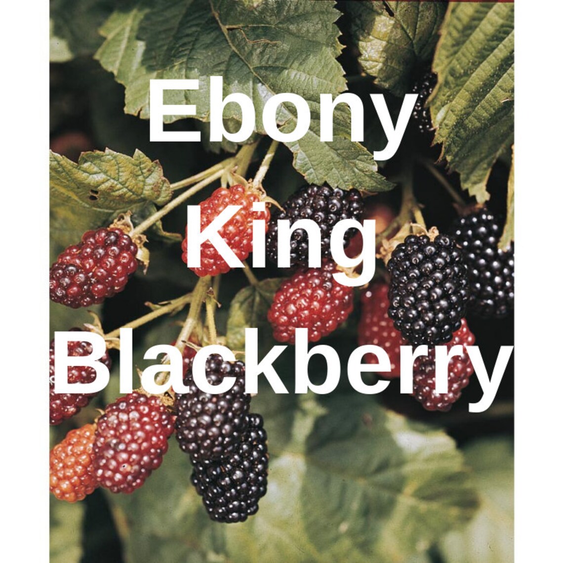 3 Ebony King Blackberry Roots / Plants / Great producer and Etsy