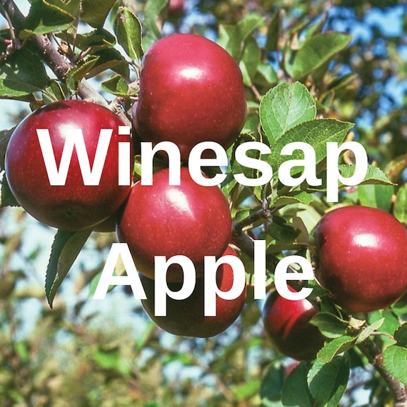 3 Winesap Apple Fruit Tree Cutting Rooting Grafting Scion Wood Etsy