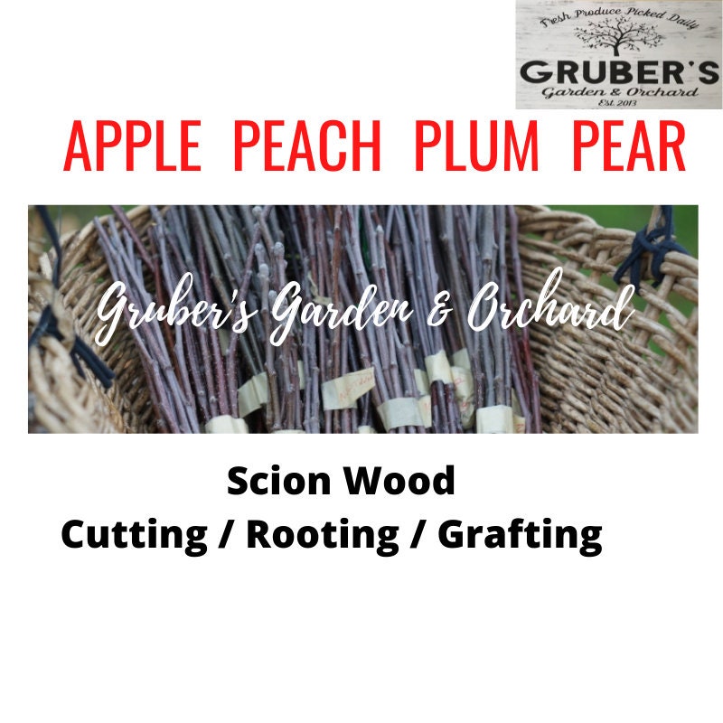 Organic Scions / Scion wood / Apple / Peach / Plum / Pear FRUIT Tree …