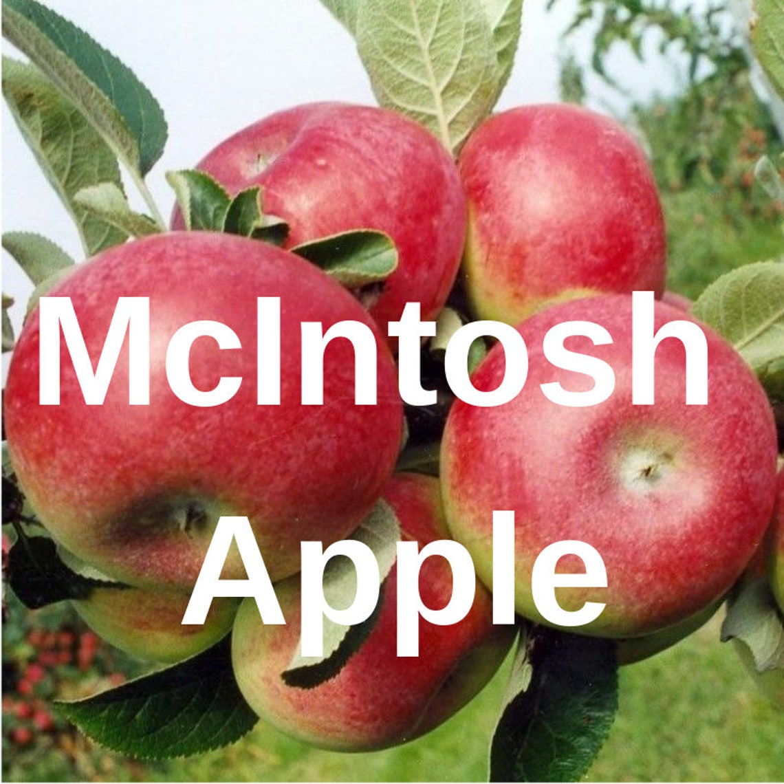 3 McIntosh Apple Fruit Tree Cutting Rooting Grafting Scion Etsy