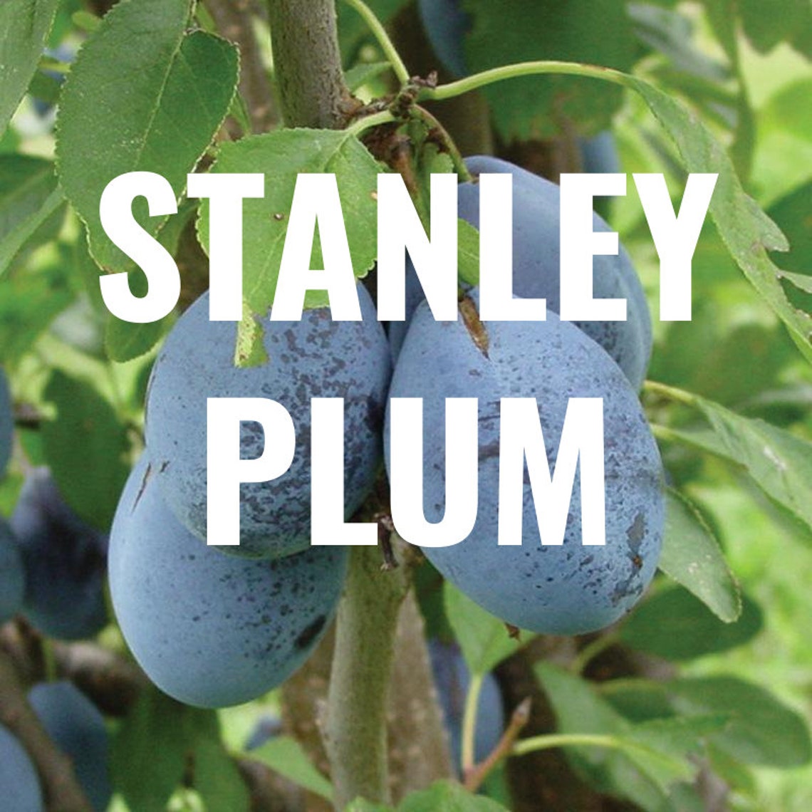 3 STANLEY Plum Fruit Tree Cutting Rooting Grafting Scion Wood Etsy