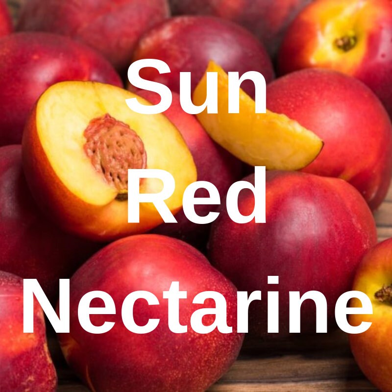 3 Sun Red NECTARINE Fruit Tree Cutting Rooting Grafting Etsy