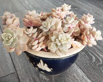 Graptoveria Titubans//4 Heads rooted in 7cm pot//Succulent Cacuts Plants//白牡丹