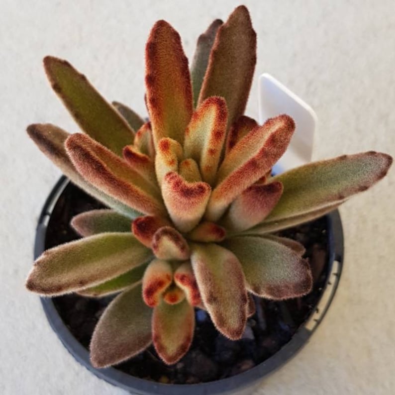 Kalanchoe Tomentosa /'Panda Plant/'//8 Unrooted Leaf Cuttings//Succulent Plants//月兔耳