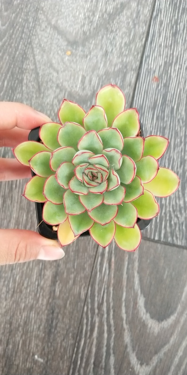 Graptoveria Titubans//4 Heads rooted in 7cm pot//Succulent Cacuts Plants//白牡丹