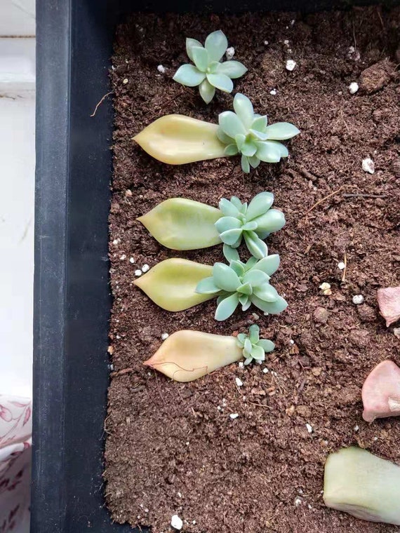 Graptoveria Titubans//4 Heads rooted in 7cm pot//Succulent Cacuts Plants//白牡丹