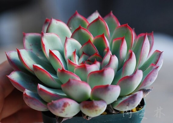 Sedum Stahlii//5 unrooted cuttings//Succulent Live Plants//珊瑚珠