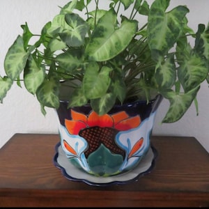 Könnte beinhalten: Eine grüne, blättrige Pflanze in einem blauen und weißen Keramiktopf mit Blumenmuster. Der Topf hat eine passende Untertasse.