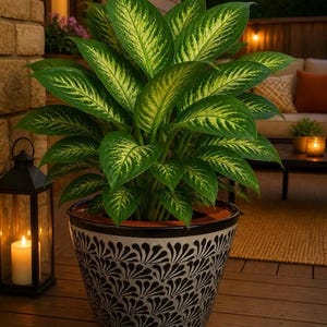 Peut inclure: Une plante Dieffenbachia aux grandes feuilles pointues panachées de vert et de crème, placée dans un pot en céramique conique. Le pot présente un motif répétitif en forme d'éventail noir et blanc sur l'extérieur et un bord noir lisse.