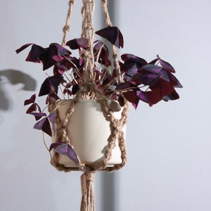 May include: A hanging macrame plant holder with a white ceramic pot and a purple plant with green stems. The plant holder is made of natural jute rope and has a tassel at the bottom.