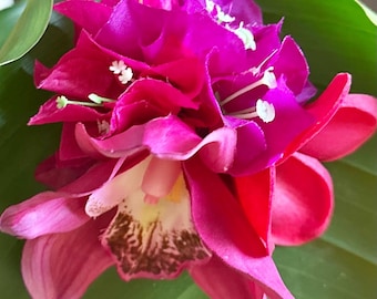 Echte rote Plumeria, magentafarbene Orchidee und Bougainvillea Haarspange - Hula Hochzeit Tahitian Hawaiianische Haarschmuck