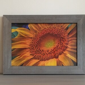 Sunflower framed