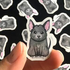 Mini Chihuahua