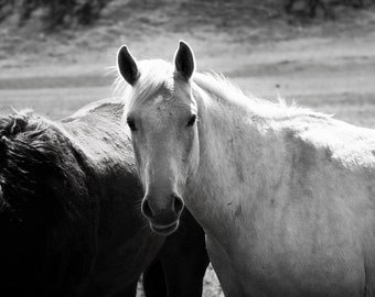 Grazers - Impresión artística de caballos en blanco y negro