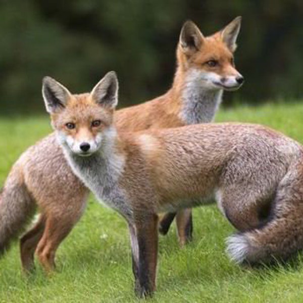 Sarcoptische schurft Vossen, honden, katten, paarden, dieren in het wild en huisdieren