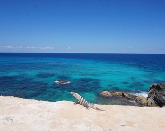 Zum Sonnenbaden Leguan an das Karibische Meer bei Punta Sur Isla Mujeres Mexiko.