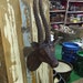 see more listings in the Wood Horse Statue / Head section