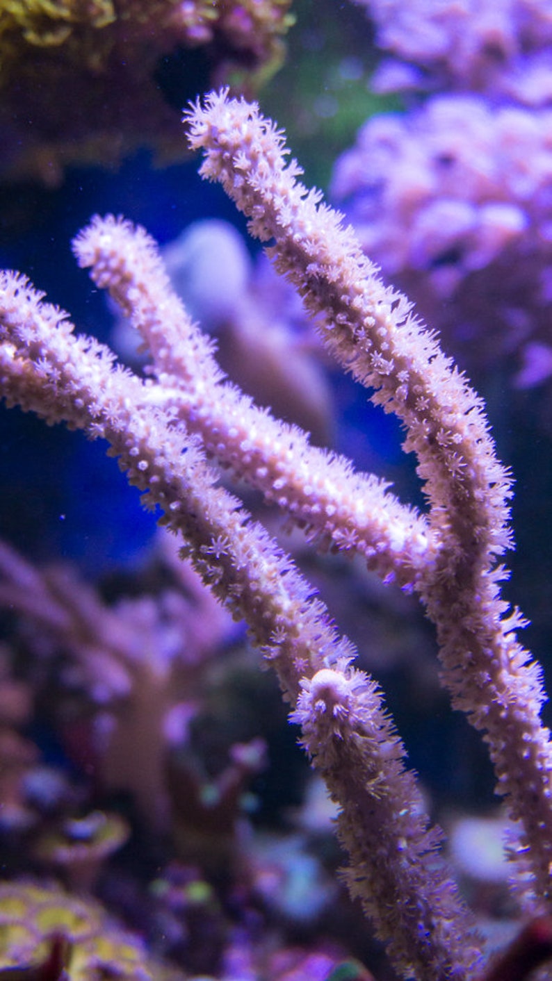 Live Golden Finger Candelabra Frag Coral Reef Etsy