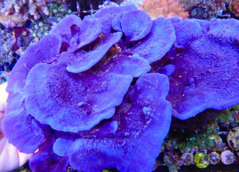 Live Rare Purple Blue Disk Frag Photosynthetic Sponge Etsy