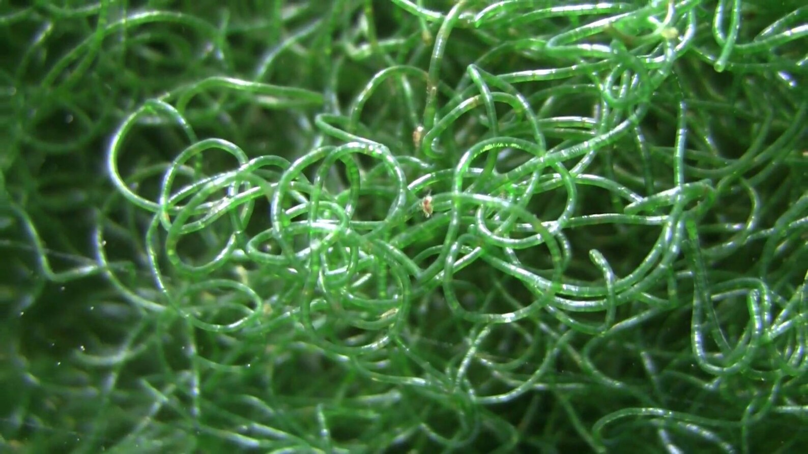 Saltwater Chaetomorpha Chaeto Marine Macro Algae Reef Refugium Etsy