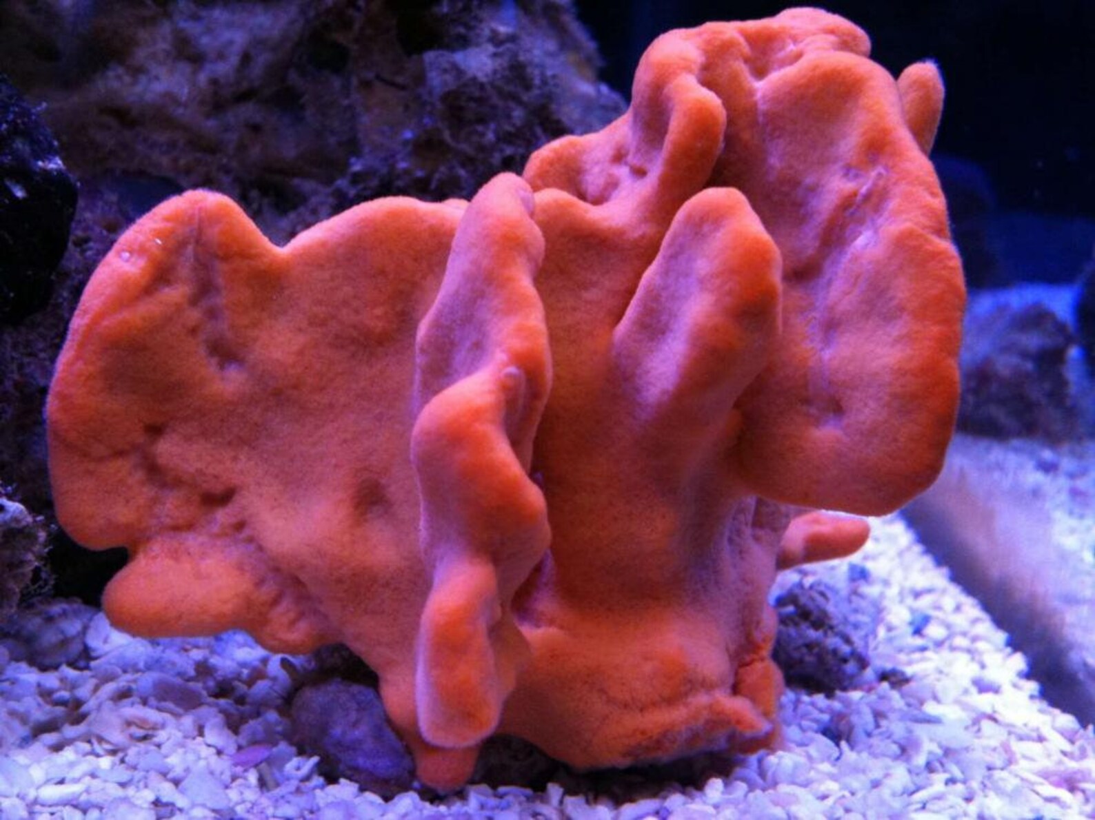 Live Orange Sponge Coral Marine Reef Saltwater | Etsy