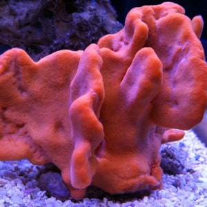 Live sponges for sale sale
