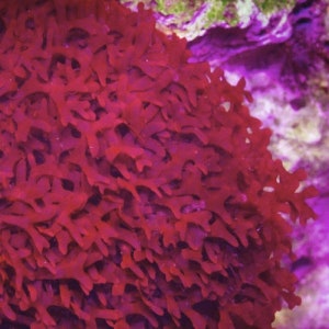 May include: Close-up of a vibrant red coral-like plant with a textured, branching structure. The plant is growing in a saltwater aquarium environment.