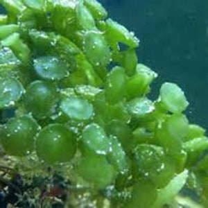 Saltwater Peltata Caulerpa Marine Macro Algae Plant Reef Refugium image 1