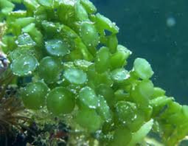 Saltwater Peltata Caulerpa Marine Macro Algae Plant Reef Refugium image 1