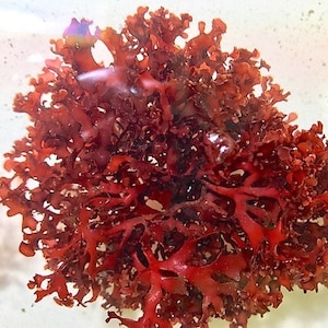 May include: A close-up of a red, leafy seaweed with a delicate, branching structure. The seaweed is displayed on a white background.