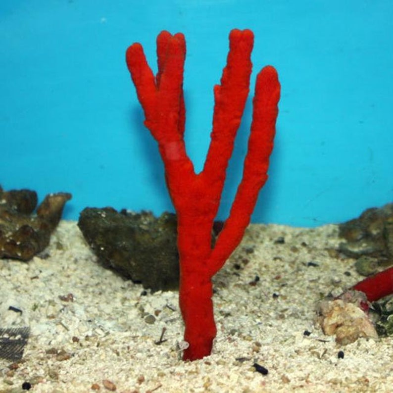Saltwater Live Red Sponge Frag Marine Macro Algae Coral Reef Etsy