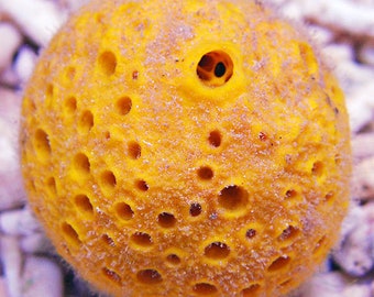 Live Orange Sponge Ball Coral Marine Reef Saltwater