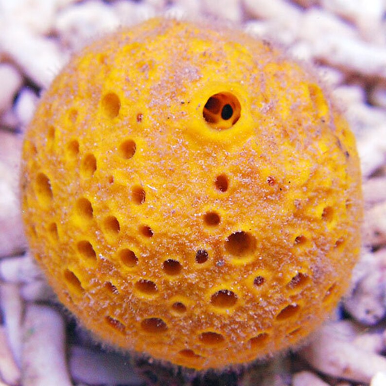 Live Orange Sponge Ball Coral Marine Reef Saltwater Etsy