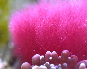 Live Saltwater Red Cotton Candy Callithamn Frag Marine Macro Algae Plant Reef Refugium