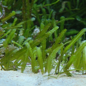 Saltwater Caulerpa Taxifolia Fern Marine Macro Algae Reef Refugium